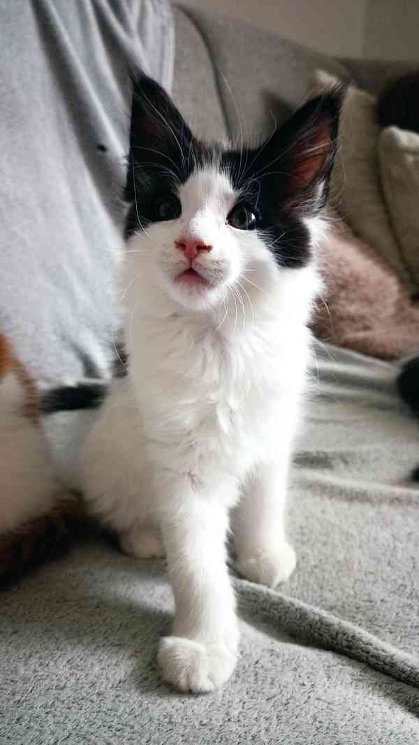 Mainská mývalí bez PP - foto 3