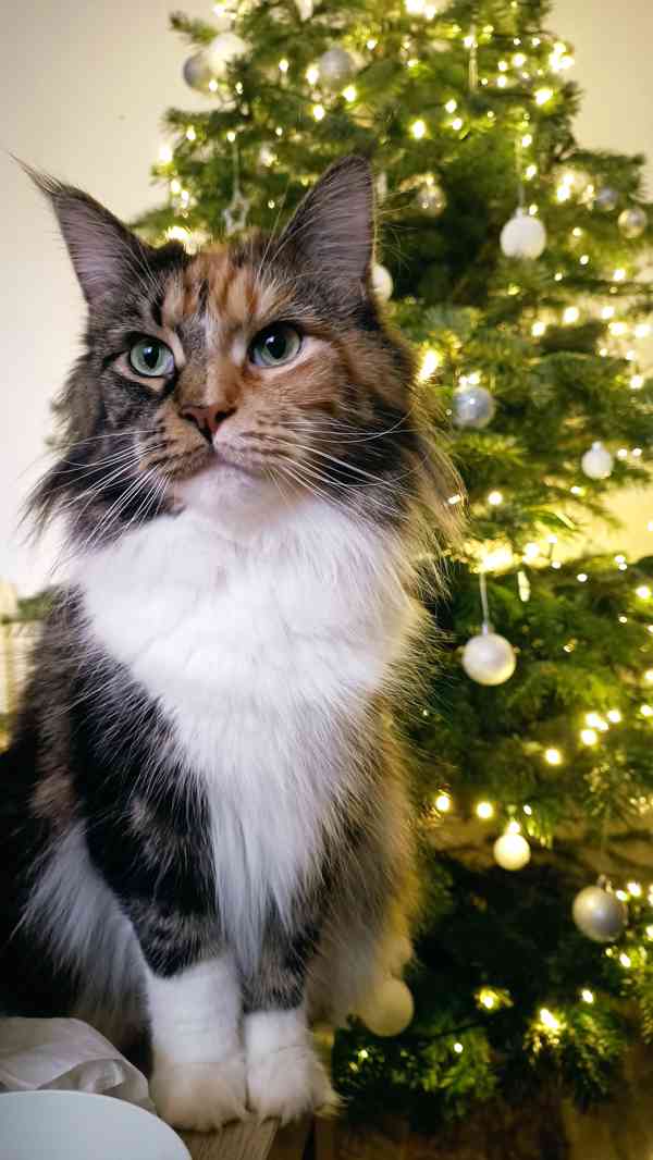 Mainská mývalí bez PP - foto 8