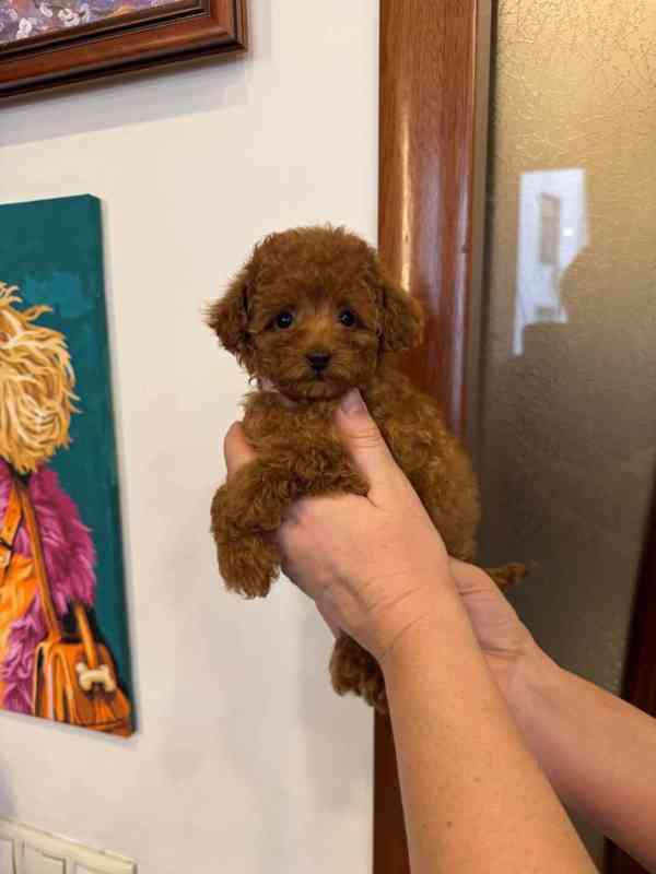 Krásná štěňata pudlů k dispozici - foto 3