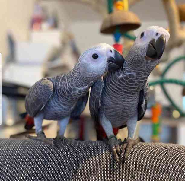 Zdarma dárek Afričtí papoušci šedí k adopci  