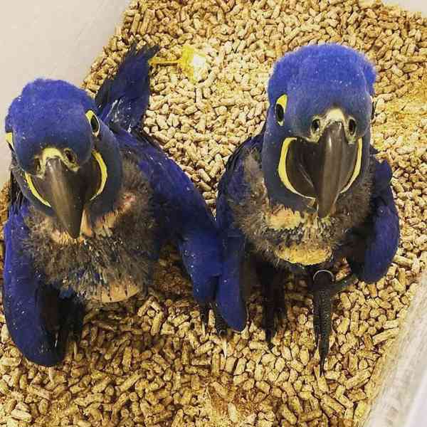 Prodám skvělé papoušky africké šedé 