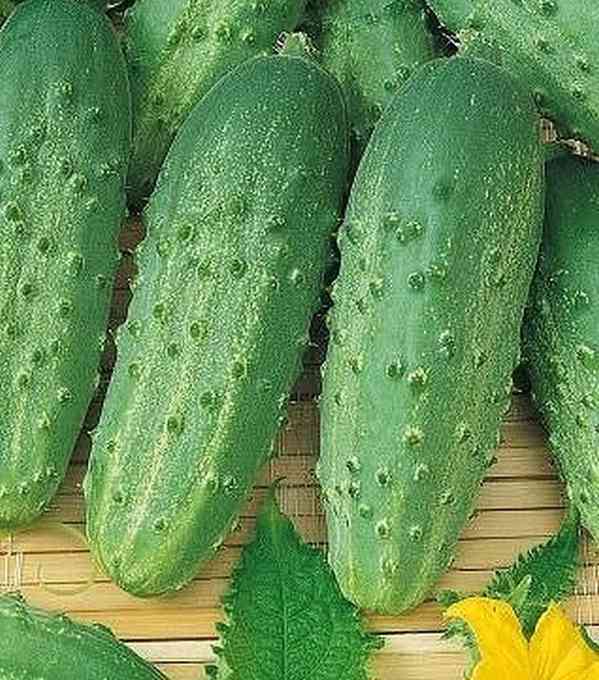 Okurka nakládačka Julian F1 - semena