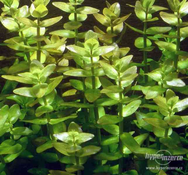 Akvarijní rostliny Bacopa caroliniana - foto 1