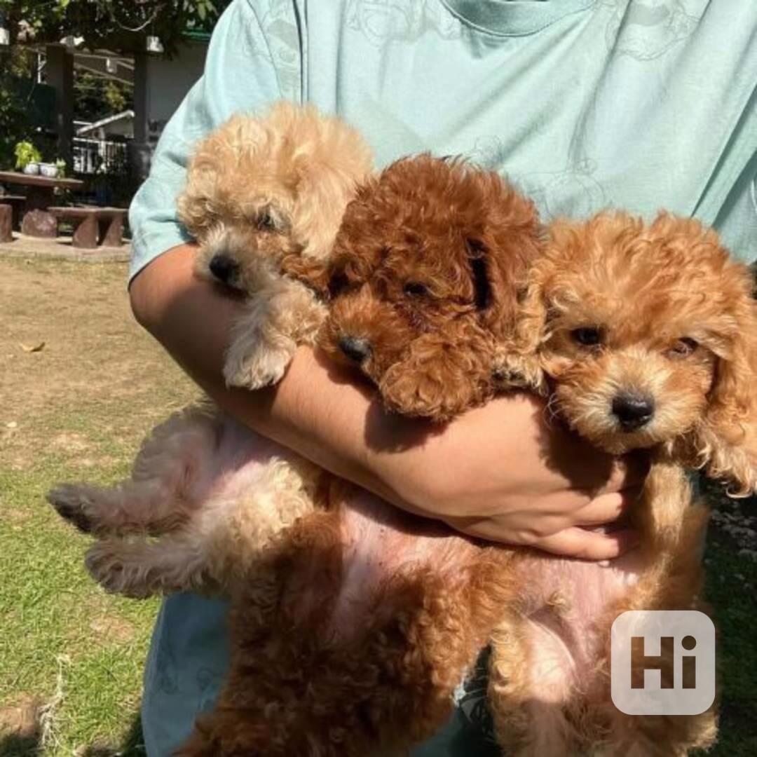 Fenka miniaturního pudla k prodeji. - foto 1