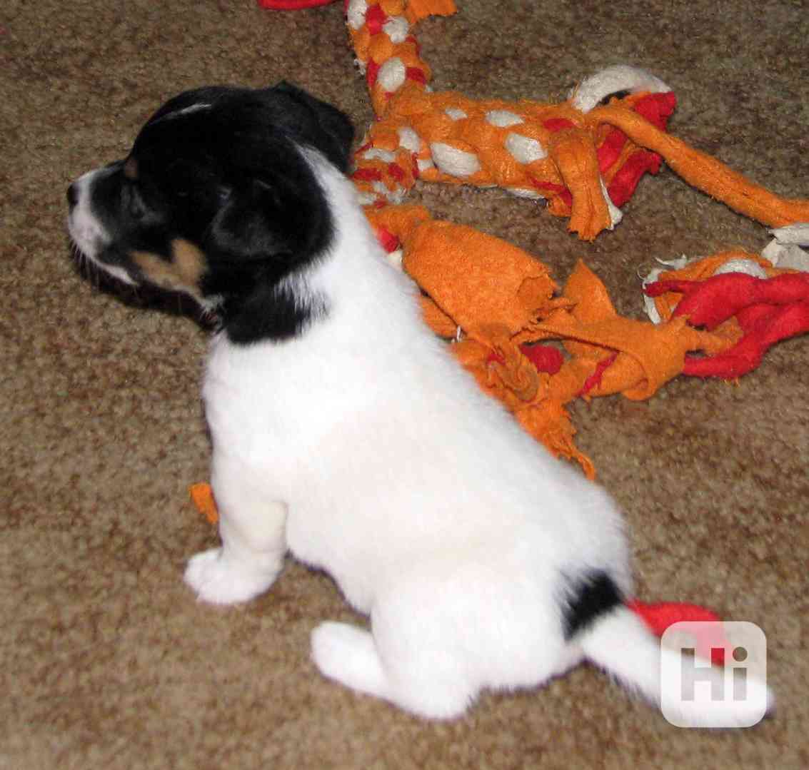 Hladká štěnda Jack Russell teriéra s PP k rezervaci – 3p+2f - foto 1