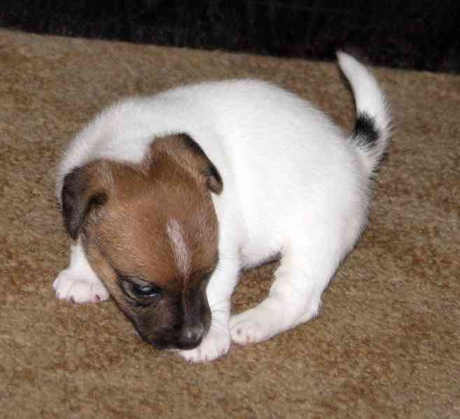 Hladká štěnda Jack Russell teriéra s PP k rezervaci – 3p+2f - foto 10