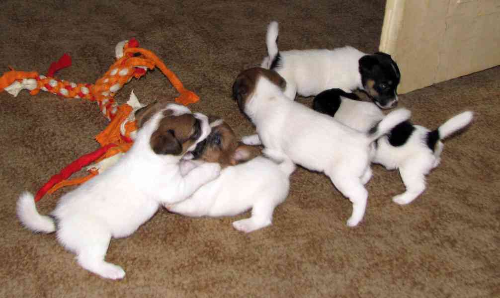 Hladká štěnda Jack Russell teriéra s PP k rezervaci – 3p+2f - foto 14