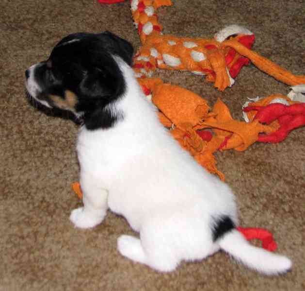 Hladká štěnda Jack Russell teriéra s PP k rezervaci – 3p+2f - foto 1