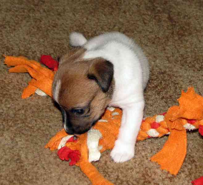 Hladká štěnda Jack Russell teriéra s PP k rezervaci – 3p+2f - foto 9