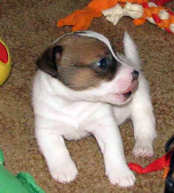 Hladká štěnda Jack Russell teriéra s PP k rezervaci – 3p+2f - foto 3