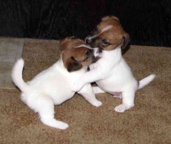 Hladká štěnda Jack Russell teriéra s PP k rezervaci – 3p+2f - foto 12