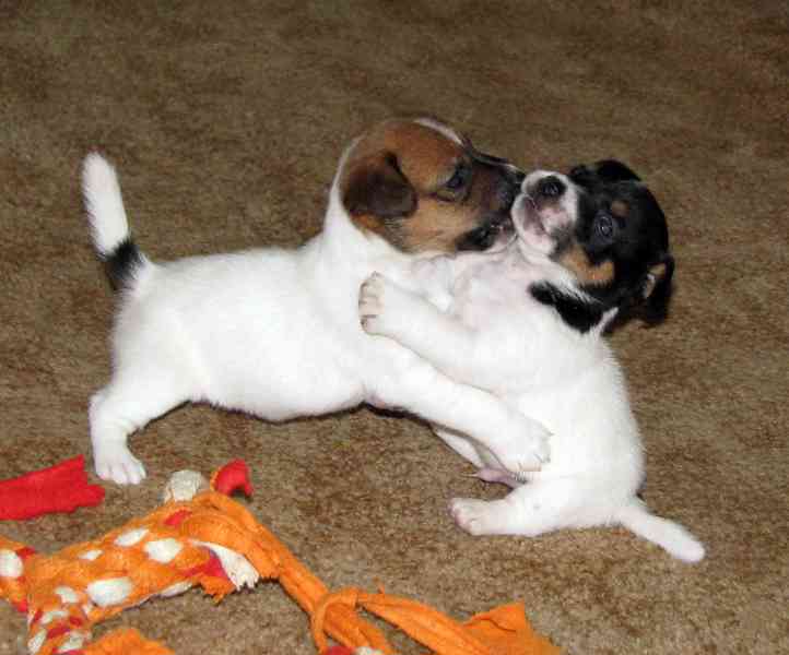 Hladká štěnda Jack Russell teriéra s PP k rezervaci – 3p+2f - foto 11