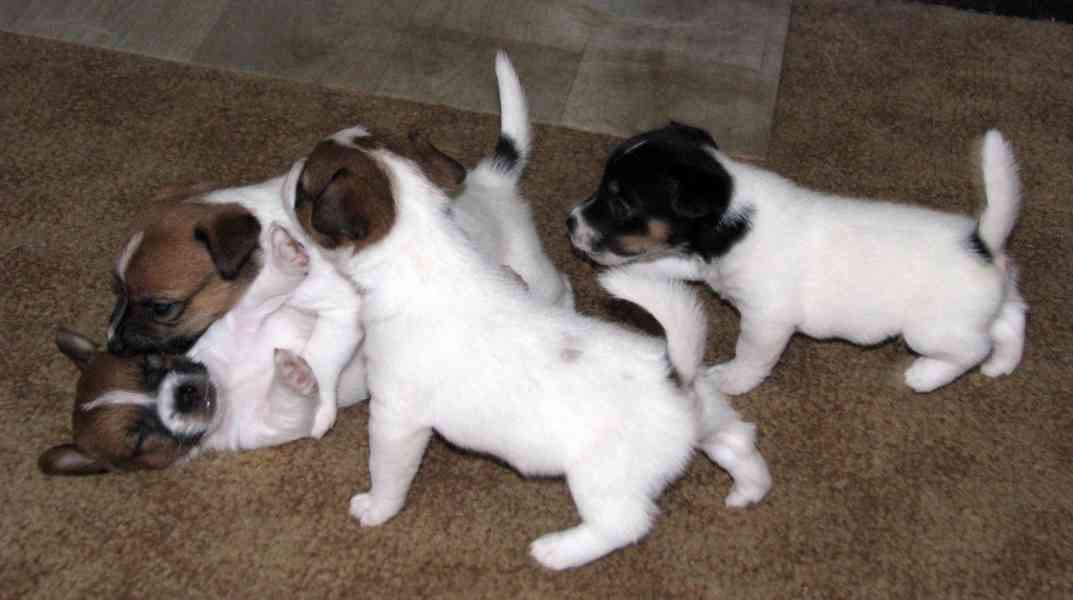 Hladká štěnda Jack Russell teriéra s PP k rezervaci – 3p+2f - foto 15