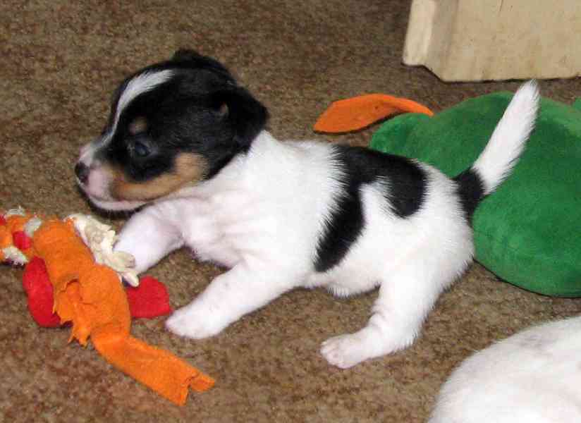 Hladká štěnda Jack Russell teriéra s PP k rezervaci – 3p+2f - foto 8