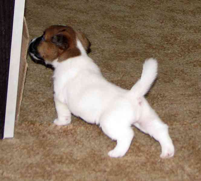 Hladká štěnda Jack Russell teriéra s PP k rezervaci – 3p+2f - foto 6