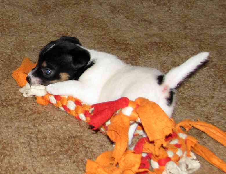 Hladká štěnda Jack Russell teriéra s PP k rezervaci – 3p+2f - foto 2