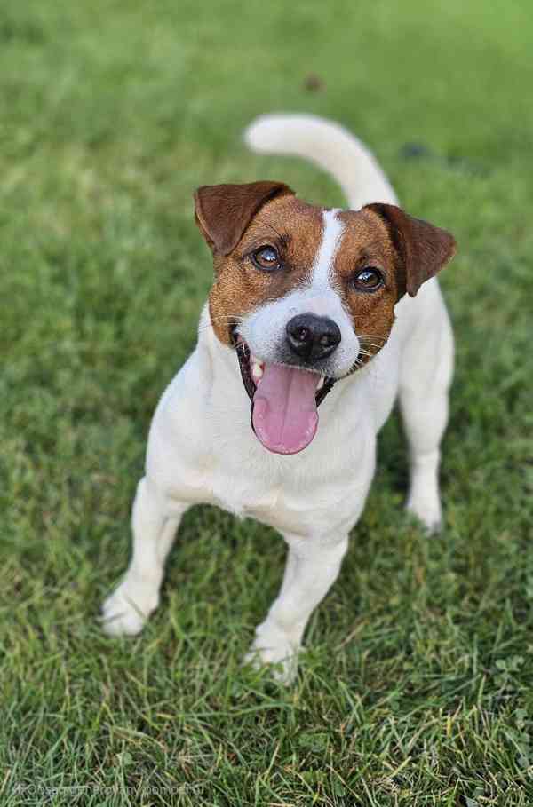 Hladká štěnda Jack Russell teriéra s PP k rezervaci – 3p+2f - foto 19