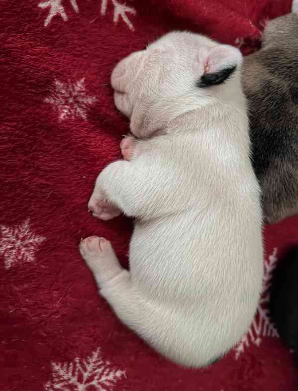 Štěňátka francouzských buldočků  - foto 5