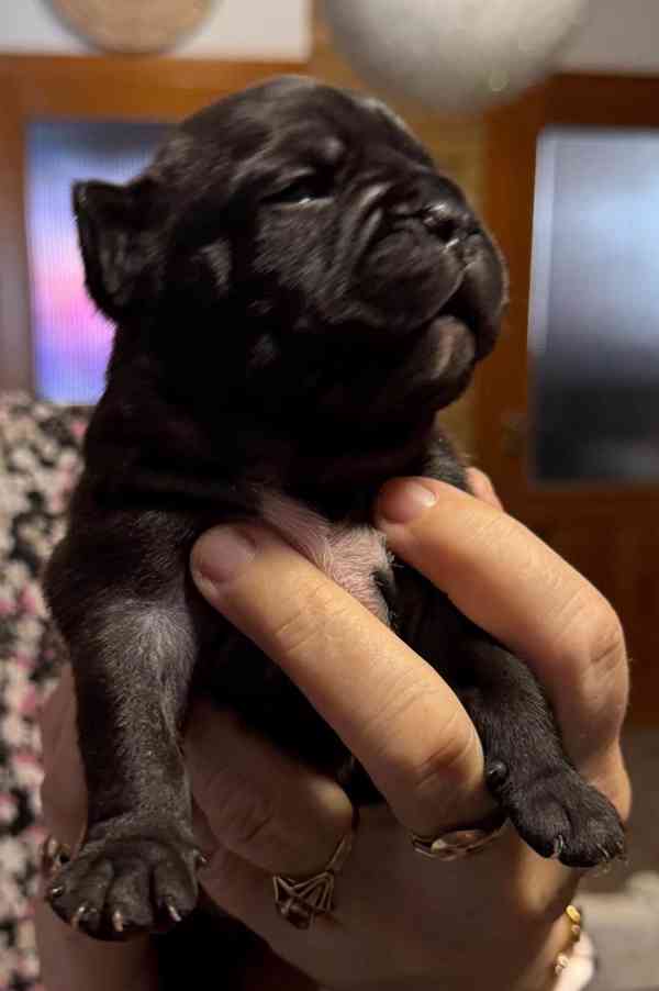 Štěňátka francouzských buldočků  - foto 3