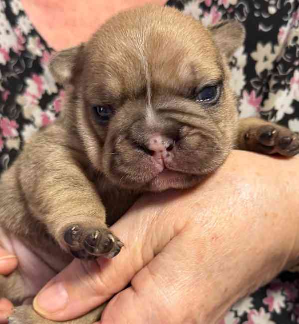 Štěňátka francouzských buldočků  - foto 4