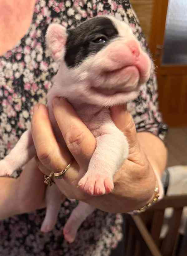 Štěňátka francouzských buldočků  - foto 2