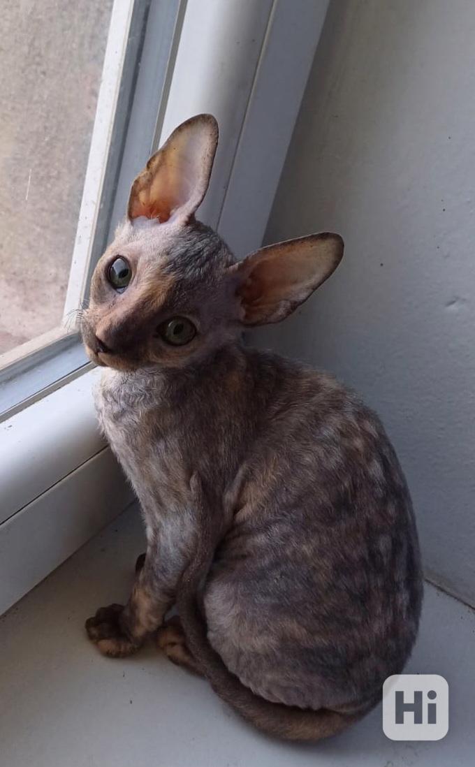 Cornish Rex koťata  - foto 1