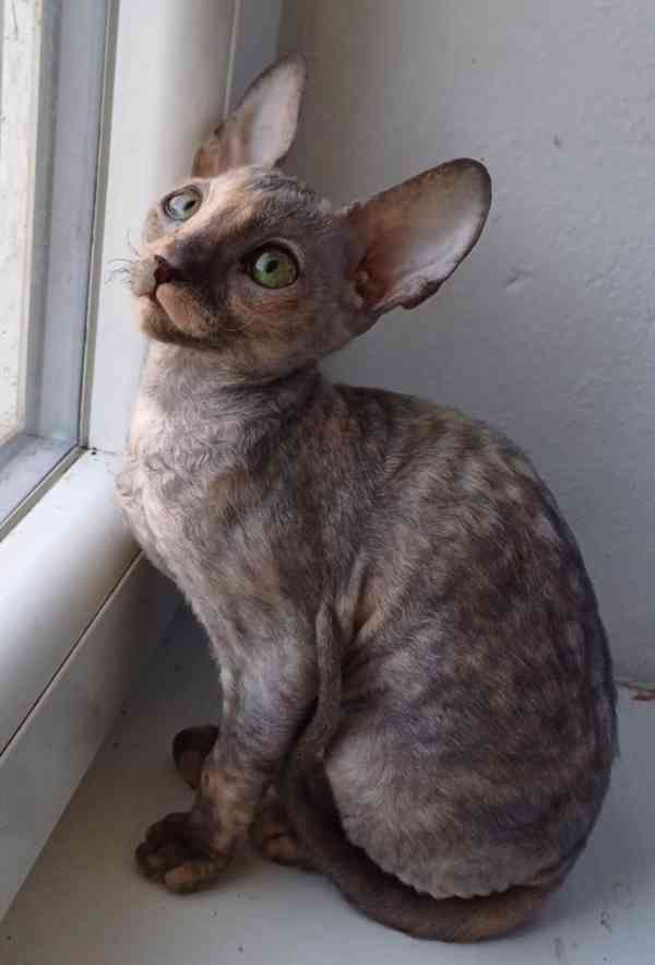 Cornish Rex koťata  - foto 4