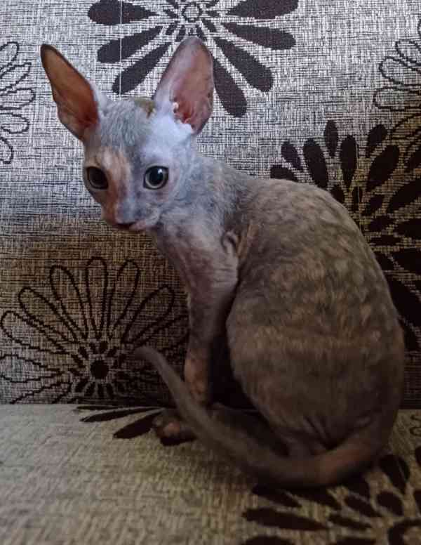 Cornish Rex koťata  - foto 12