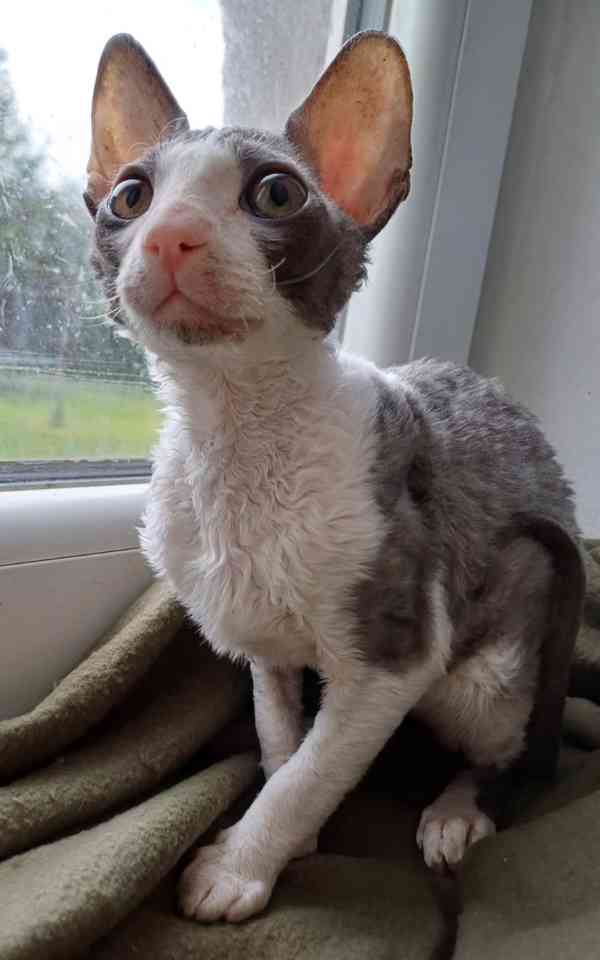 Cornish Rex koťata  - foto 3
