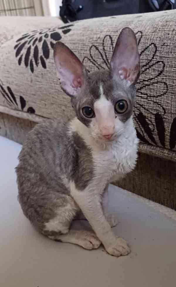 Cornish Rex koťata  - foto 11