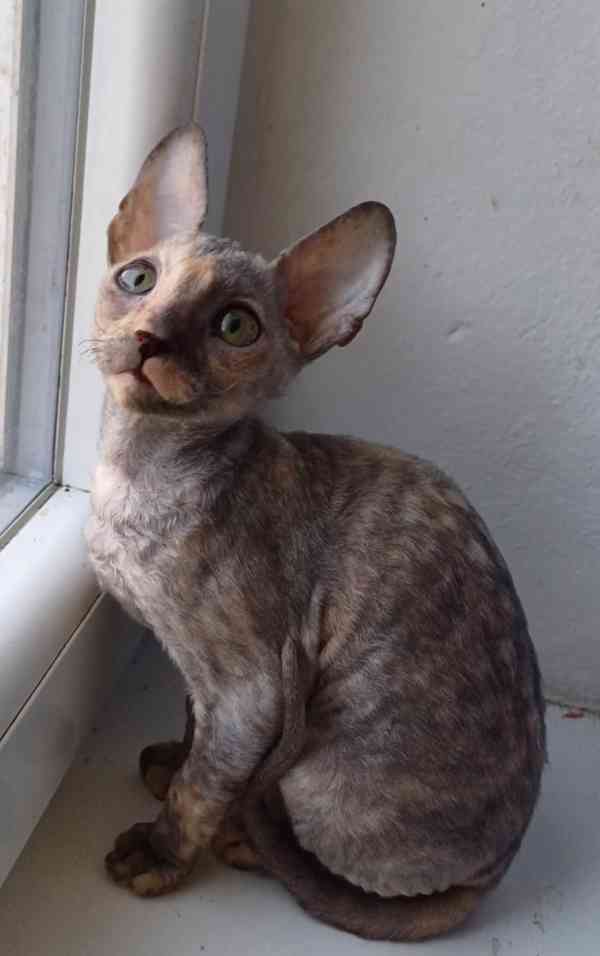 Cornish Rex koťata  - foto 10