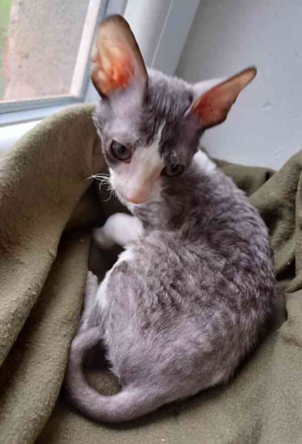 Cornish Rex koťata  - foto 9