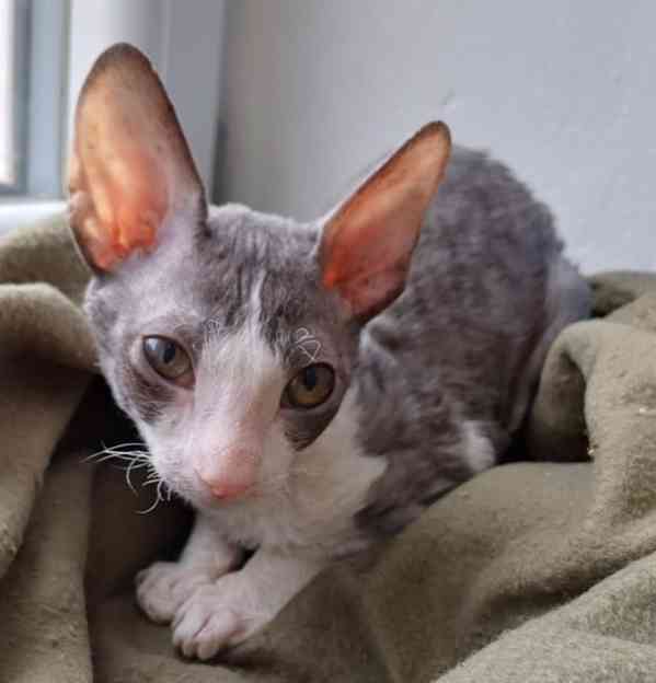 Cornish Rex koťata  - foto 7