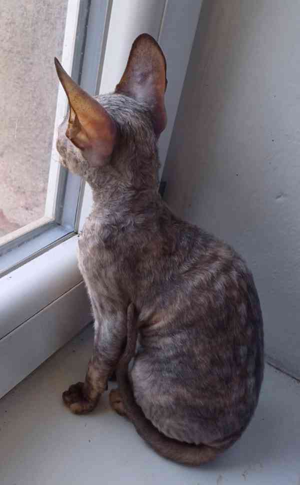 Cornish Rex koťata  - foto 8