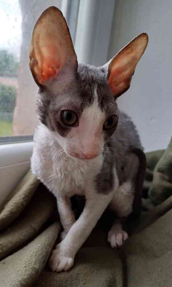 Cornish Rex koťata  - foto 2