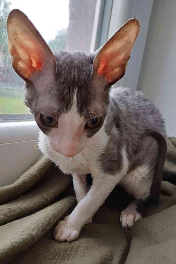 Cornish Rex koťata  - foto 5