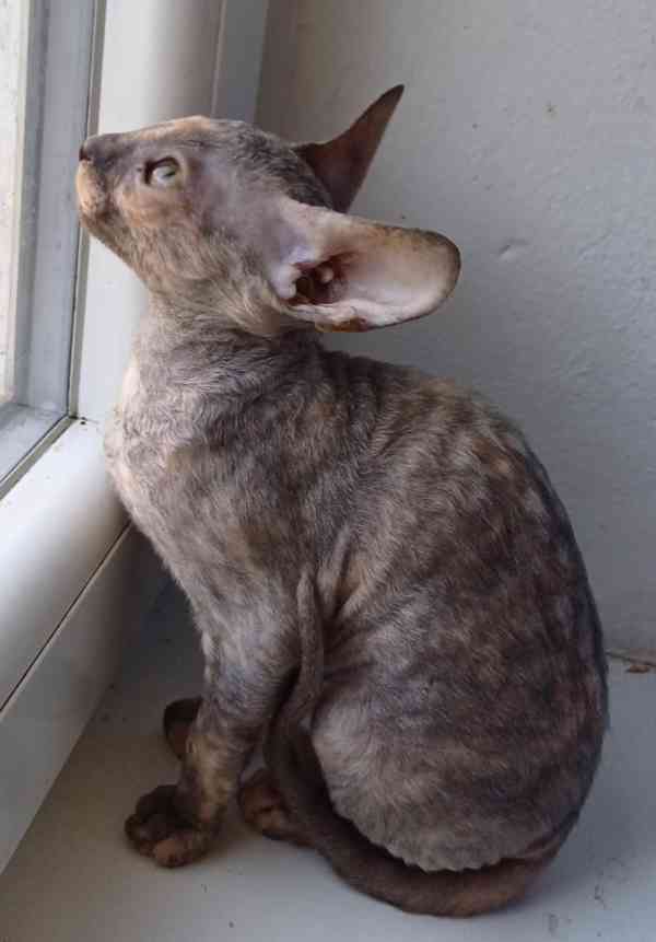 Cornish Rex koťata  - foto 6