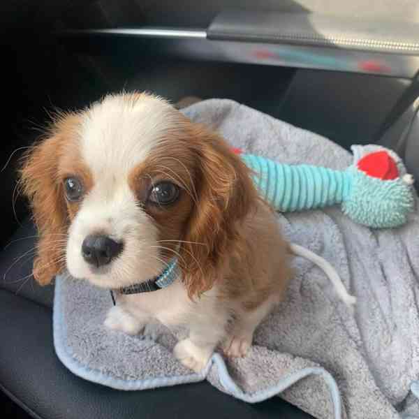 kavalír king charles španěl štěňata - foto 2