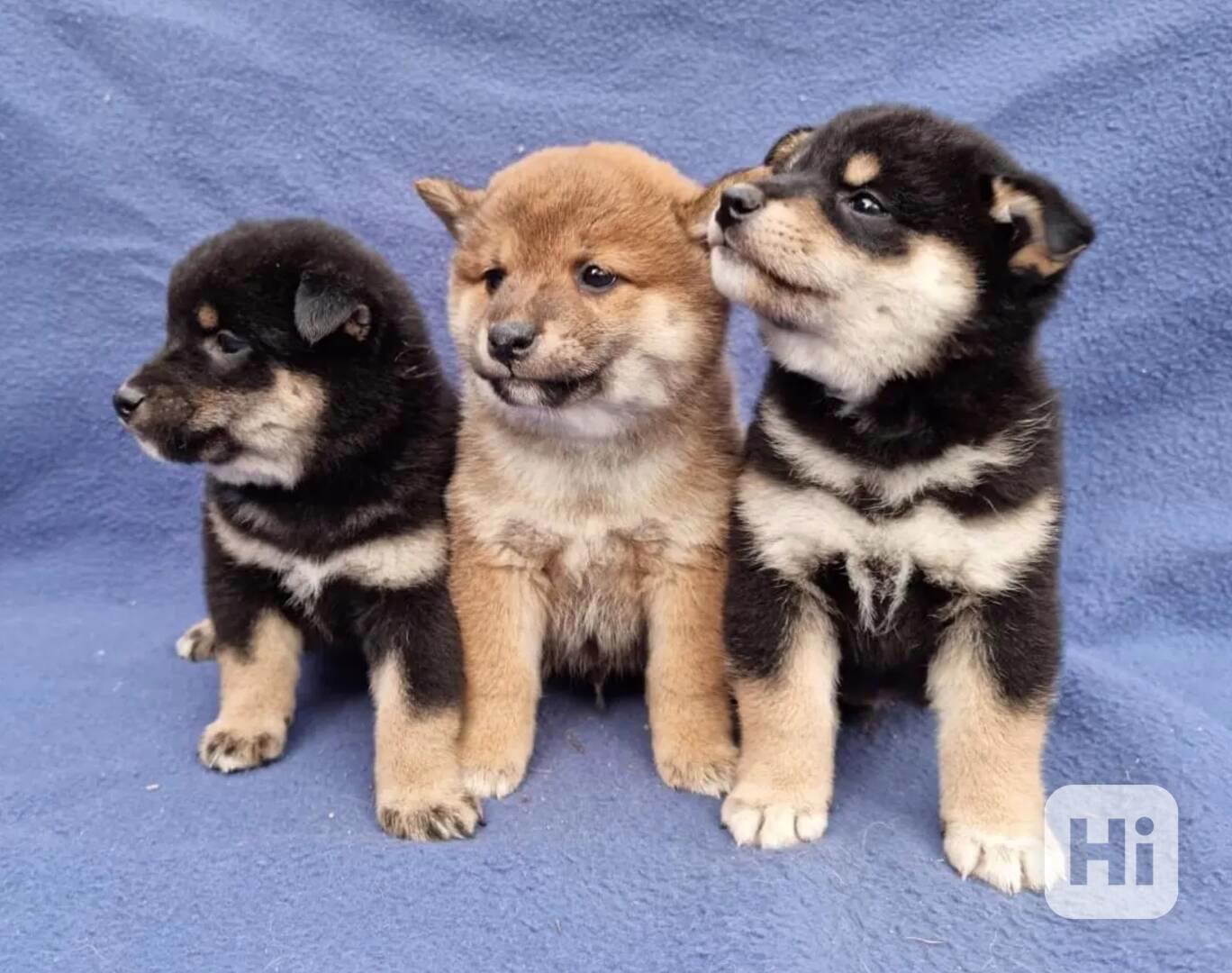 Shiba Inu Černý s pálením - foto 1