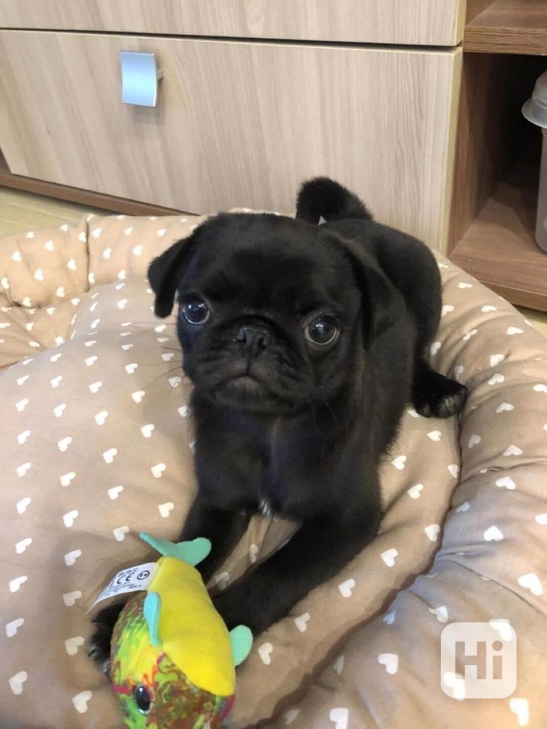 Nabízíme štěňátka Mops bez PP - foto 1