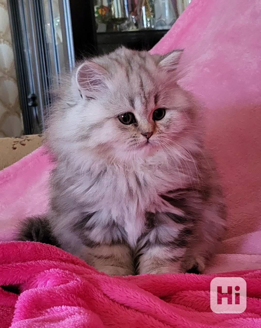 Britská koťátka WHISKAS - foto 1