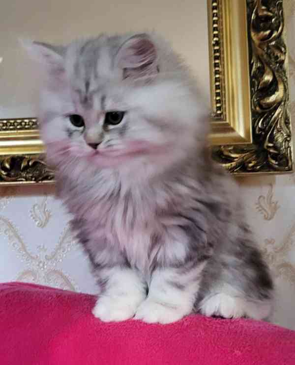 Britská koťátka WHISKAS - foto 3