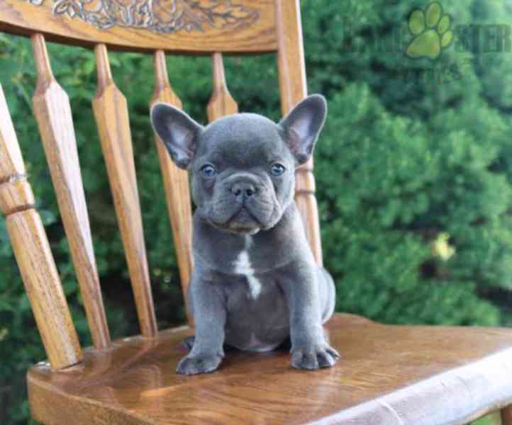 Francouzský buldoček s pp