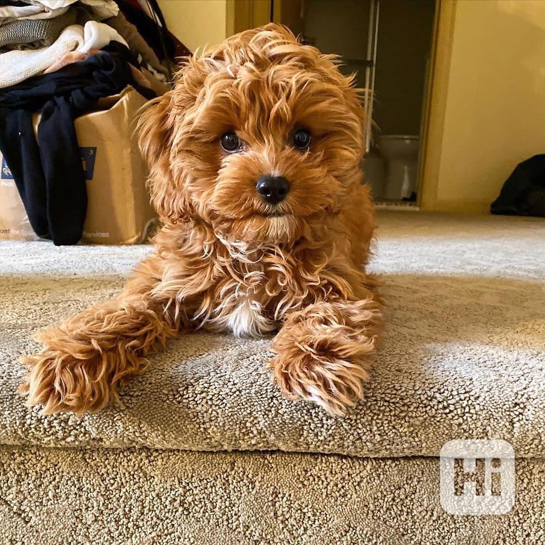 cavapoo - foto 1