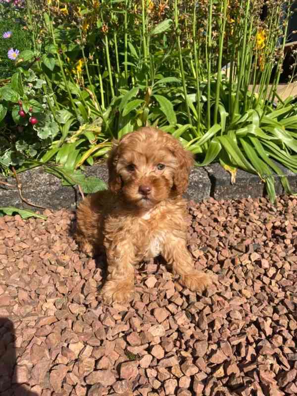 cavapoo - foto 2