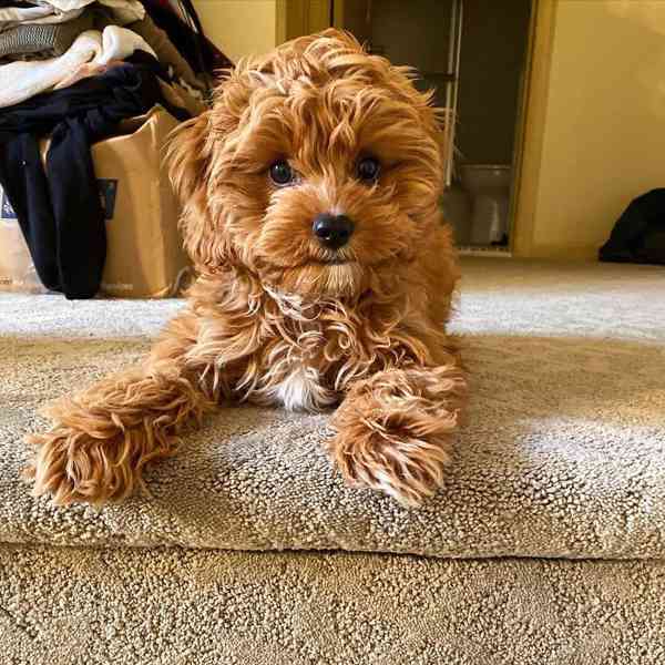 cavapoo - foto 1