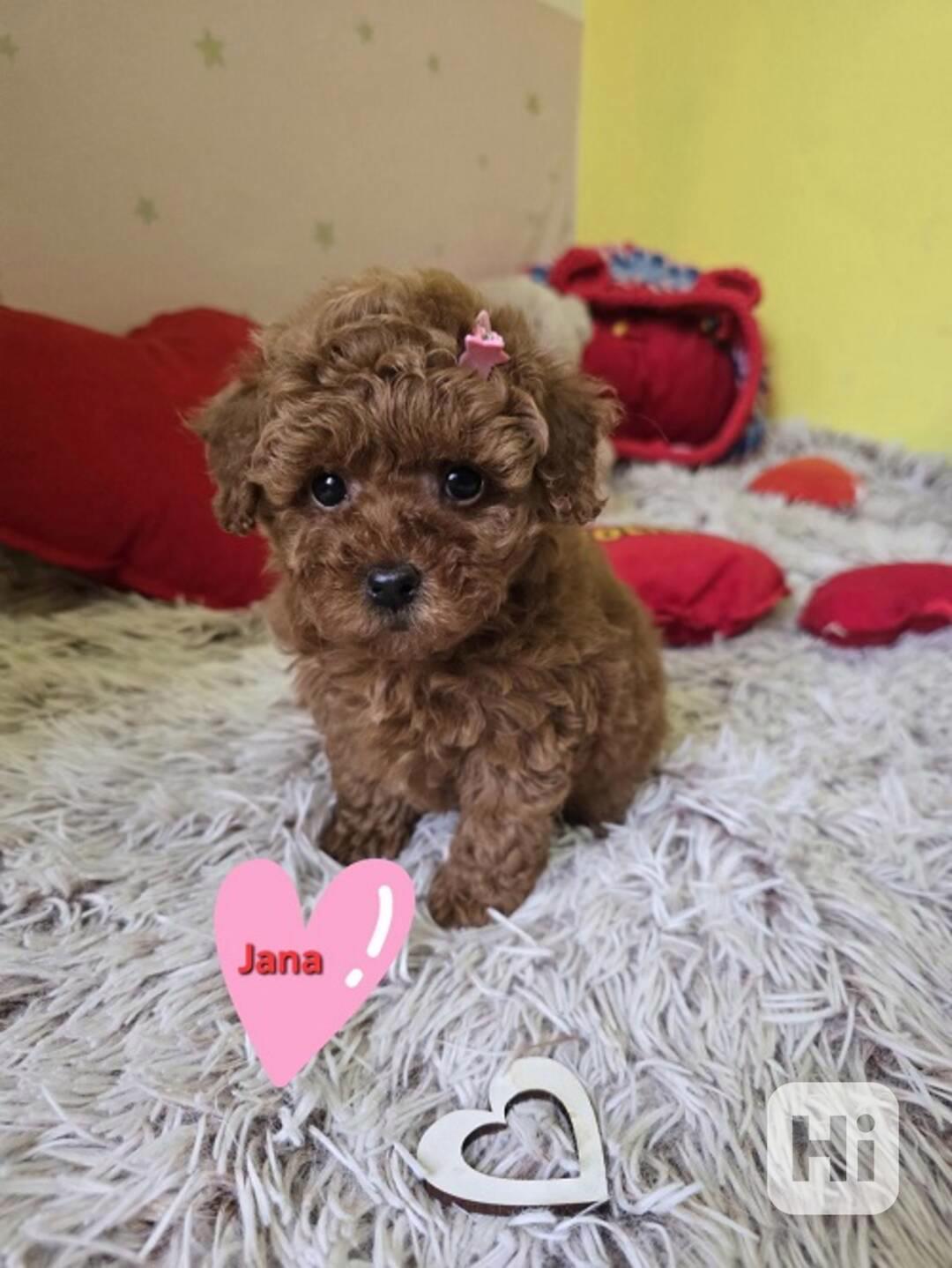 Rozkošná štěňata červeného hračkářského pudla - foto 1