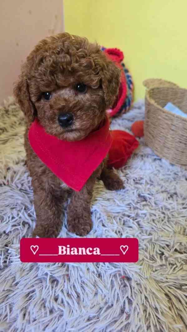 Rozkošná štěňata červeného hračkářského pudla - foto 3