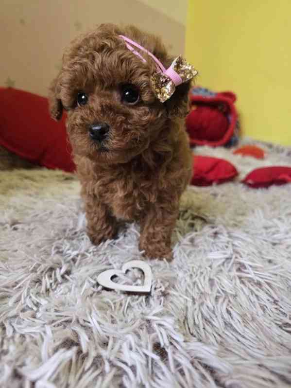 Rozkošná štěňata červeného hračkářského pudla - foto 2