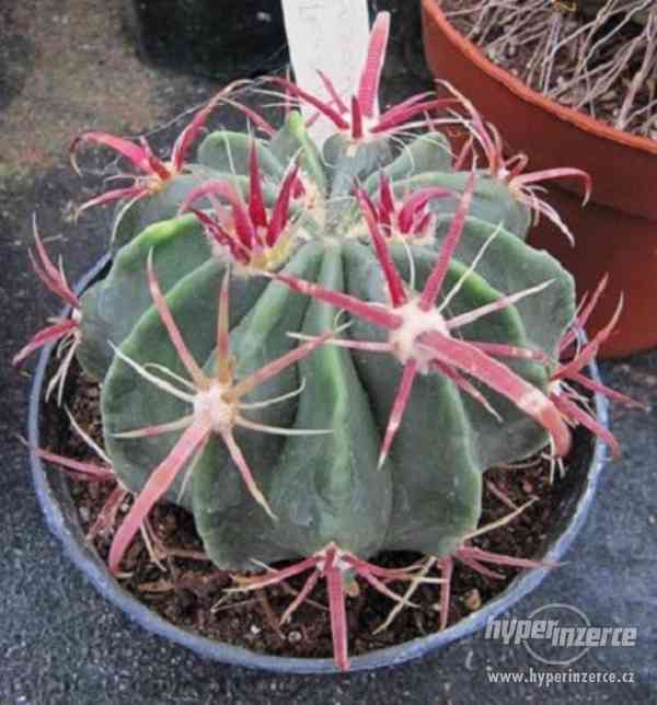 Kaktus Ferocactus recurvus - semena - foto 1